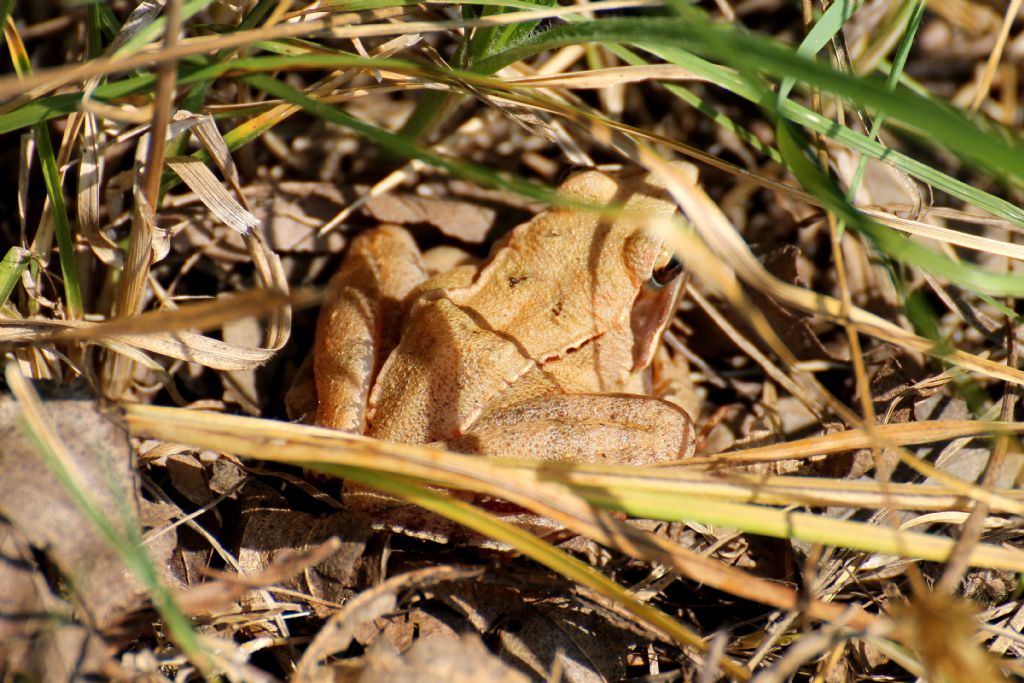 Rana dalmatina (BI)